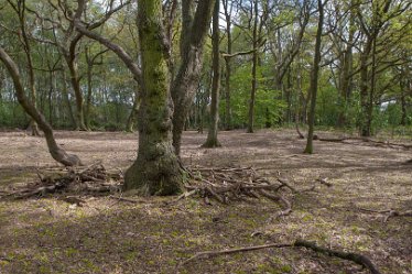 DC-aIMG_9909 4th May 2021: Beans Covert : © 2021 by David Cowper