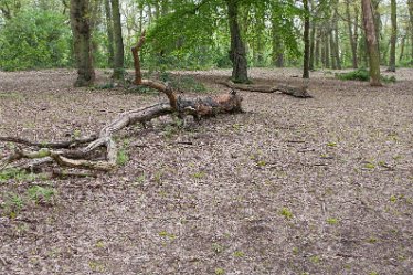 DC-aIMG_9912 4th May 2021: Beans Covert : © 2021 by David Cowper