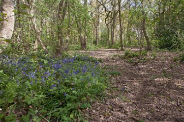 DC-aIMG_9922 4th May 2021: Beans Covert : © 2021 by David Cowper