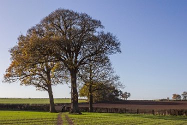 DC-aIMG_0994 2nd December 2021: Trent Valley Way (Newton Solney): © 2021 by David Cowper