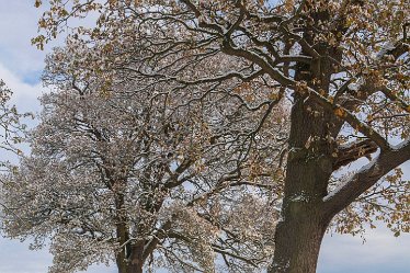 DC-aIMG_3736 29th November 2021: Trent Valley Way: © 2021 by David Cowper