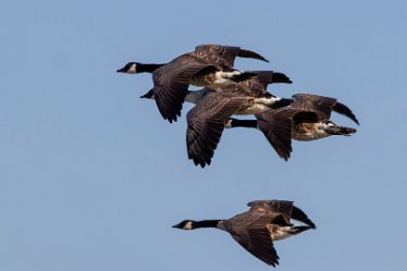 BT_Tucklesholme3_9354_1 Tucklesholme: © 2020-2021 by Brian Triptree: Geese