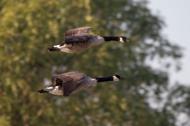 BT_Tucklesholme3_9361_1 Tucklesholme: © 2020-2021 by Brian Triptree: Geese