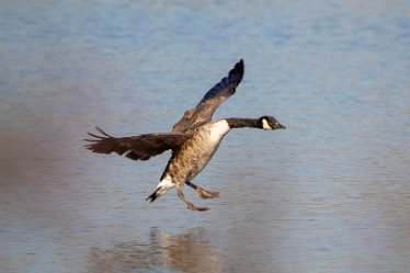 BT_Tucklesholme3_9363_1 Tucklesholme: © 2020-2021 by Brian Triptree: Geese