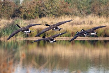 BT_Tucklesholme3_9395_1 Tucklesholme: © 2020-2021 by Brian Triptree: Geese