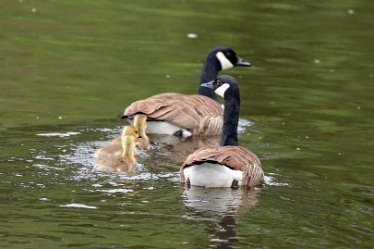 Brian-BL-to-202105_2090 © 2020-2021 by Brian Triptree: Geese at Branston Leas Nature Reserve