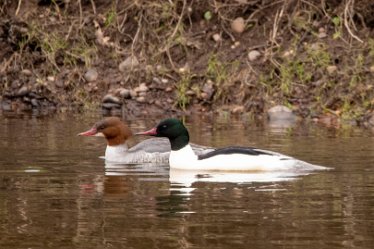 Brian-BL-to-202105_3497 © 2020-2021 by Brian Triptree: Waterfowl at Branston Leas Nature Reserve