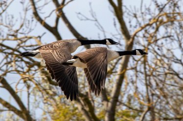 Brian-BL-to-202105_5654 © 2020-2021 by Brian Triptree: Geese at Branston Leas Nature Reserve