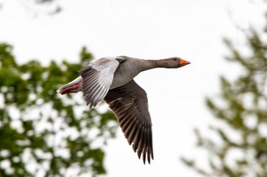 Brian-BL-to-202105_9656 © 2020-2021 by Brian Triptree: Geese at Branston Leas Nature Reserve