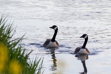 Brian-BL-to-20210711_0312 © 2020-2021 by Brian Triptree: Geese at Branston Leas Nature Reserve