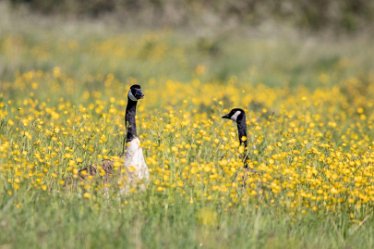 Brian-BL-to-20210711_1751 © 2020-2021 by Brian Triptree: Geese at Branston Leas Nature Reserve