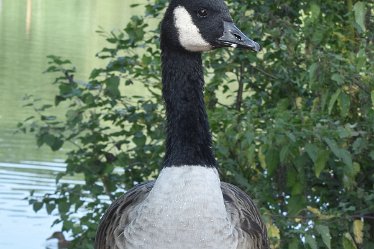 JC-DSC_0891a September 2021: SWT Wolseley Bridge: © 2021 by Julie Clark: Geese