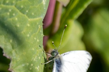 BT_Tucklesholme1_9503 Tucklesholme: © 2020-2021 by Brian Triptree: Butterfly