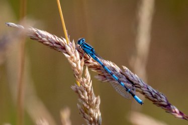 BT_Tucklesholme2_5540_2 Tucklesholme: © 2020-2021 by Brian Triptree: Dameselfly