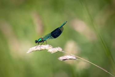 BT_Tucklesholme2_5554_1 Tucklesholme: © 2020-2021 by Brian Triptree: Dameselfly