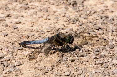 BT_Tucklesholme2_5919 Tucklesholme: © 2020-2021 by Brian Triptree: Dragonfly