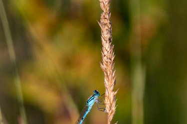 BT_Tucklesholme2_6490 Tucklesholme: © 2020-2021 by Brian Triptree: Dameselfly