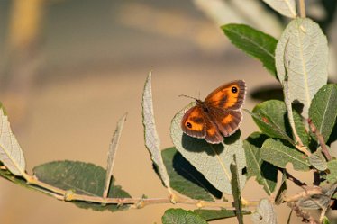 BT_Tucklesholme2_6552 Tucklesholme: © 2020-2021 by Brian Triptree: Butterfly