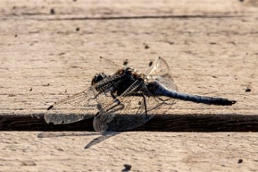 BT_Tucklesholme2_6590 Tucklesholme: © 2020-2021 by Brian Triptree: Dragonfly