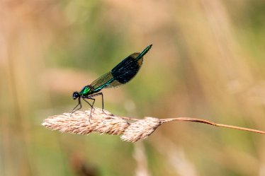 BT_Tucklesholme2_6653 Tucklesholme: © 2020-2021 by Brian Triptree: Dameselfly