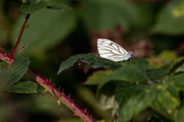 BT_Tucklesholme3_8674 Tucklesholme: © 2020-2021 by Brian Triptree: Butterfly