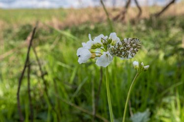 F21_1273r1 29th April 2021: Branston Leas Nature Reserve: Orange tip butterfly: © Paul L.G. Morris