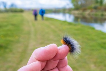 F21_1417r1 29th April 2021: Branston Leas Nature Reserve: Caterpillar.: © Paul L.G. Morris