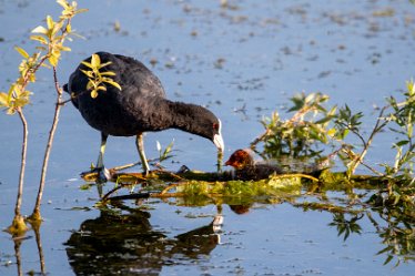 BT_Tucklesholme2_6601 Tucklesholme: © 2020-2021 by Brian Triptree:Waterfowl