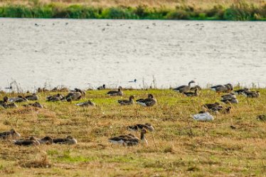 G23_3957j1 4th October 2023: Tucklesholme October walk: Waterfowl by the lake: © 2023 Paul L.G. Morris