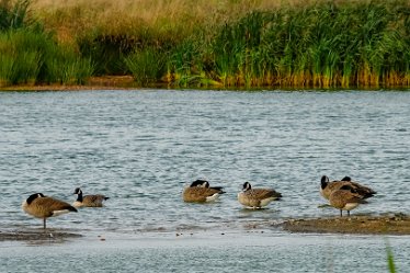 G23_4021j1 4th October 2023: Tucklesholme October walk: Waterfowl on the lake: © 2023 Paul L.G. Morris