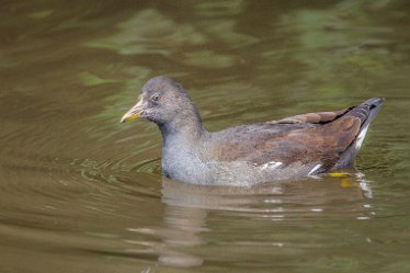 JR_Aug21_MJH6566-1j1 26th August 2021: © 2020-21 Jane Rowbottom: Hopwas: Ducks / ducklings