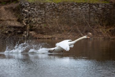 BT_655A3953 Branston Water Park Q1: © 2022 by Brian Triptree