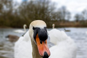 BT_655A4072 Branston Water Park Q1: © 2022 by Brian Triptree