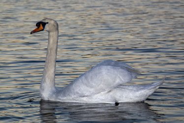 BT_IMG_8095 Branston Water Park Q1: © 2022 by Brian Triptree