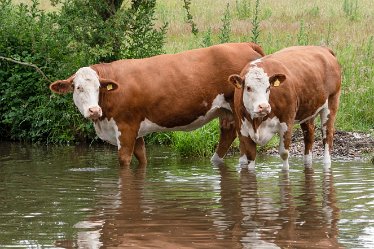 _DSC1371-1j1 24th June 2021: © 2021 Roisin Chambers: Armitage Canal: Cattle