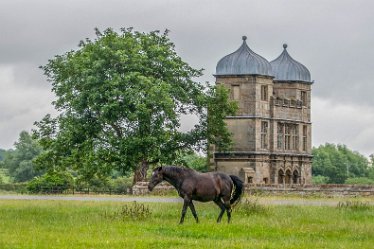 _DSC1305-1j1 24th June 2021: © 2021 Roisin Chambers: Swarkestone: Horses