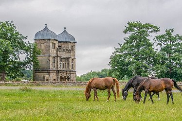 _DSC1306-1j1 24th June 2021: © 2021 Roisin Chambers: Swarkestone: Horses