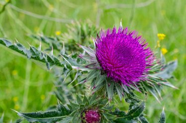 _DSC1313-1j1 24th June 2021: © 2021 Roisin Chambers: Swarkestone: Plantlife