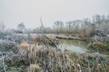 Steve_C_DSC_9866j1 Winter At Tuckelsholme Nature Reserve: January 2021: © Steven Cheshire