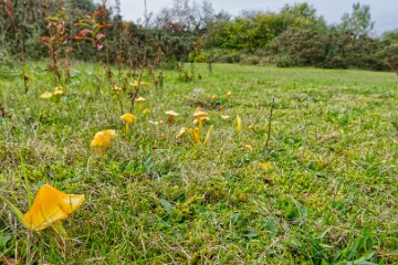 Park-Hall-CP-PLGM-H25_8839r1 6th October 2025: Park Hall Country Park: © 2025 Paul L.G. Morris: Fungi