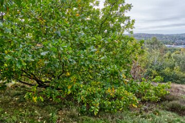 Park-Hall-CP-PLGM-H25_8879r1 6th October 2025: Park Hall Country Park: © 2025 Paul L.G. Morris: Acorns and Oak trees