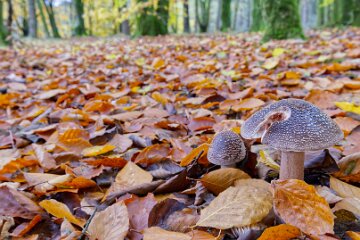 Park-Hall-CP-PLGM-F25_3983r1 30th October 2025: Park Hall Country Park: © 2025 Paul L.G. Morris: Fungi west of the quarry area near Bolton Gate