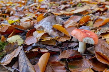 Park-Hall-CP-PLGM-F25_3995r1 30th October 2025: Park Hall Country Park: © 2025 Paul L.G. Morris: Fungi west of the quarry area near Bolton Gate