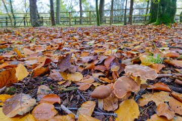 Park-Hall-CP-PLGM-F25_4020r1 30th October 2025: Park Hall Country Park: © 2025 Paul L.G. Morris: Fungi west of the quarry area near Bolton Gate