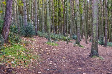 Park-Hall-CP-PLGM-F25_3885r1 30th October 2025: Park Hall Country Park: © 2025 Paul L.G. Morris: Woodland path