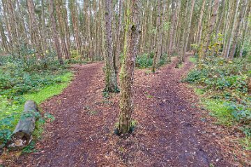Park-Hall-CP-PLGM-F25_3893r1 30th October 2025: Park Hall Country Park: © 2025 Paul L.G. Morris: Two woodland paths