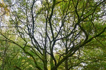 Park-Hall-CP-PLGM-F25_3917r1 30th October 2025: Park Hall Country Park: © 2025 Paul L.G. Morris