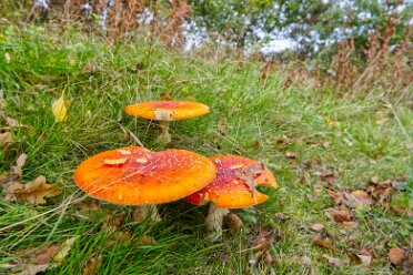 Fungi seen in the TTTH area