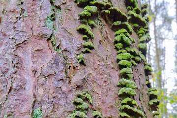 Park-Hall-CP-PLGM-F25_3896r1 30th October 2025: Park Hall Country Park: © 2025 Paul L.G. Morris: Bracket Fungi