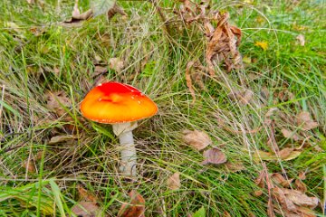 Park-Hall-CP-PLGM-H25_8968r1 6th October 2025: Park Hall Country Park: © 2025 Paul L.G. Morris: Fungi